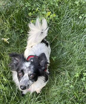 Corgi and Papillon Dogs Available for Adoption in Pittsboro, North Carolina - Bailey | PetCurious