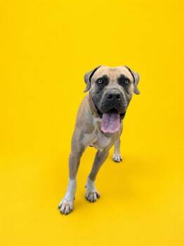 DUNKIN -  Mastiff and Mixed Breed Dog for Adoption in Doral, Florida - DUNKIN | PetCurious