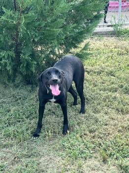Rescue Labrador Retriever Dogs for Adoption in Greenwood, Mississippi - Journey | PetCurious