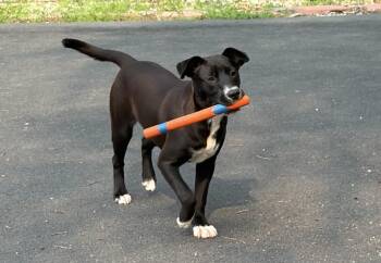 Margaret -  Labrador Retriever Dog for Adoption in Fredericksburg, Virginia - Margaret | PetCurious