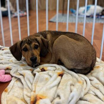 Thunderstorm -  Hound Dog for Adoption in Springboro, Ohio - Thunderstorm | PetCurious