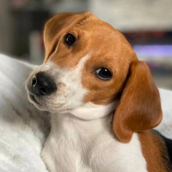 Delaney -  Beagle Dog for Adoption in Las Vegas, Nevada - Delaney | PetCurious