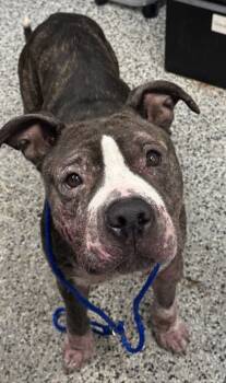 Rescue Mixed Breed Dogs for Adoption in West Chester, Pennsylvania - Punkin | PetCurious