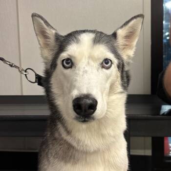 Bella -  Husky Dog for Adoption in Tampa, Florida - Bella | PetCurious