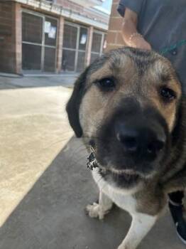 Dante -  German Shepherd Dog and Mixed Breed Dog for Adoption in Savannah, Georgia - Dante | PetCurious