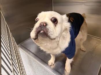 GOLEM -  French Bulldog Dog for Adoption in Tustin, California - GOLEM | PetCurious