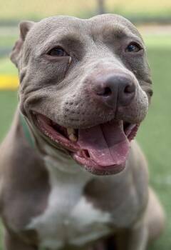 Ann -  Pit Bull Terrier Dog for Adoption in Deering, New Hampshire - Ann | PetCurious