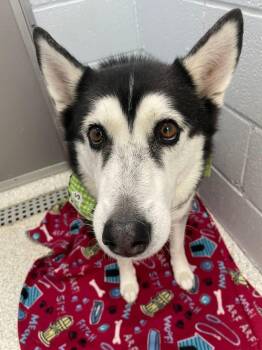 Husky Dogs Available for Adoption in Lake Havasu City, Arizona - Luna | PetCurious