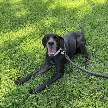 Lala -  Mixed Breed Dog for Adoption in Auburn, Alabama - Lala | PetCurious