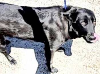 Flat Coated Retriever and Mixed Breed Dogs Available for Adoption - A653840 | PetCurious