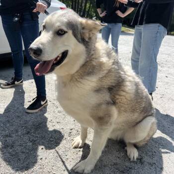 Husky Dogs Available for Adoption in Columbus, North Carolina - Creed | PetCurious