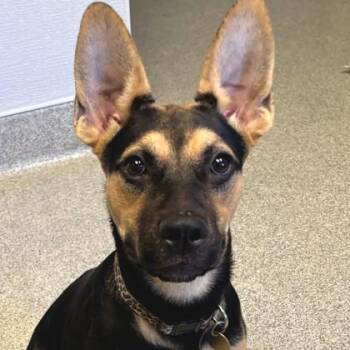 Mouse -  Mixed Breed Dog for Adoption in Lansing, Michigan - Mouse | PetCurious
