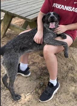 Pointer Dogs Available for Adoption in Ruston, Louisiana - Dixie | PetCurious