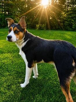 Panda -  German Shepherd Dog and Siberian Husky Dog Available for Adoption - Panda | PetCurious