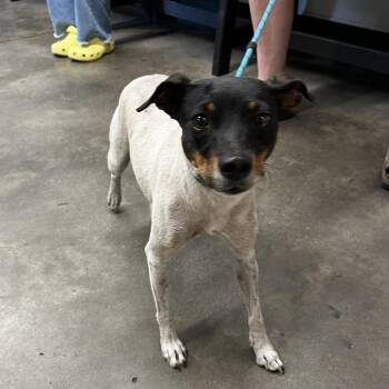 Jack Russell Terrier Dogs Available for Adoption in Tampa, Florida - Hope | PetCurious