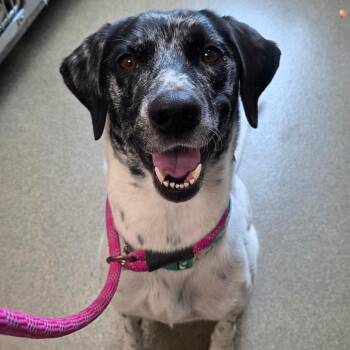 Rita -  German Shorthaired Pointer and Mixed Breed Dog for Adoption in Council Bluffs, Iowa - Rita | PetCurious