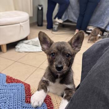 Husky and Cattle Dog Dogs Available for Adoption - Heath | PetCurious