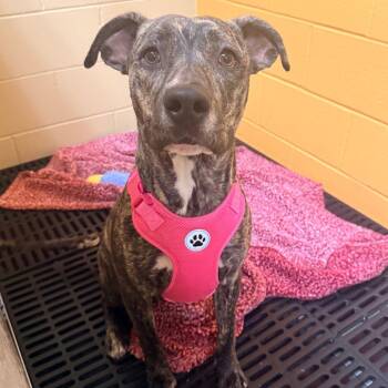 Zoey -  Mixed Breed Dog for Adoption in Cheyenne, Wyoming - Zoey | PetCurious