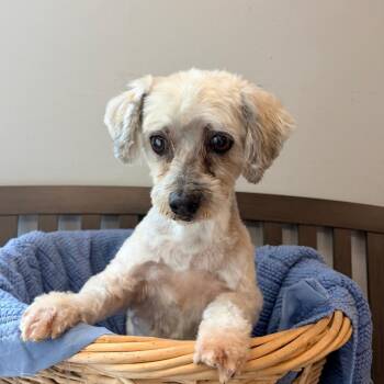 Shih Tzu Dogs Available for Adoption in Belleville, Illinois - Myrtle | PetCurious