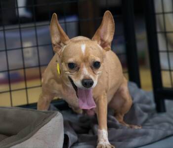LADY BIRD -  Chihuahua Dog for Adoption in Owensboro, Kentucky - LADY BIRD | PetCurious