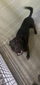 Mixed Breed Dogs Available for Adoption - Bella | PetCurious