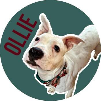 Rescue Pit Bull Terrier Dogs for Adoption in Fort Worth, Texas - Ollie | PetCurious