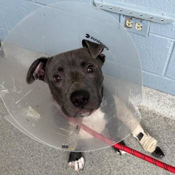 Ham Sandwich -  Mixed Breed Dog for Adoption in Chicago, Illinois - Ham Sandwich | PetCurious