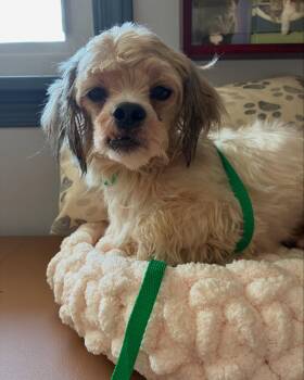 Toto -  Mixed Breed Dog for Adoption in Raleigh, North Carolina - Toto | PetCurious