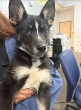 ROME -  Mixed Breed Dog for Adoption in Dallas, Texas - ROME | PetCurious