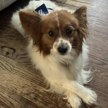 Griffin -  Papillon Dog for Adoption in Sinking Spring, Pennsylvania - Griffin | PetCurious