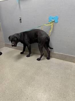 LADY BARKINGTON -  Cane Corso Dog for Adoption in Las Vegas, Nevada - LADY BARKINGTON | PetCurious
