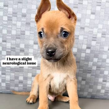 Pooh -  Mixed Breed Dog for Adoption in Las Vegas, Nevada - Pooh | PetCurious