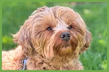 Marco -  Maltipoo Dog for Adoption in Amherst, Massachusetts - Marco | PetCurious