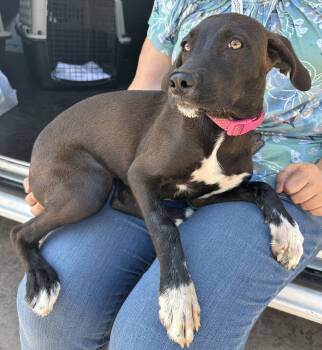 Rescue Terrier and Chocolate Labrador Retriever Dogs for Adoption in Madera, California - Bubbles | PetCurious