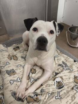 Terrier Dogs Available for Adoption - Pearl | PetCurious