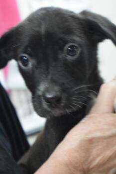 Labrador Retriever and Mixed Breed Dogs Available for Adoption in Pahrump, Nevada - Logan (L576 P10) | PetCurious