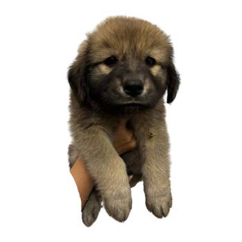 Chewy -  Shepherd and Labrador Retriever Dog for Adoption in Panama City, Florida - Chewy | PetCurious