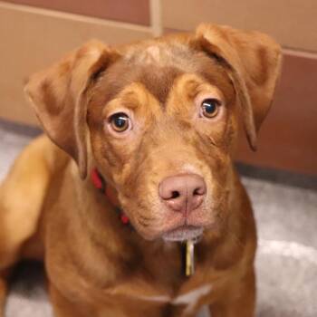 Mixed Breed Dogs Available for Adoption in Port Washington, New York - Frieda | PetCurious