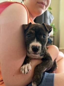 Fajita -  Pit Bull Terrier Dog for Adoption in Austin, Texas - Fajita | PetCurious