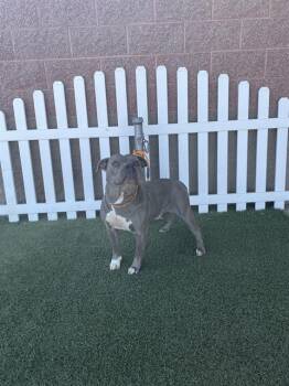 A614447 -  Pit Bull Terrier Dog for Adoption in Modesto, California - A614447 | PetCurious
