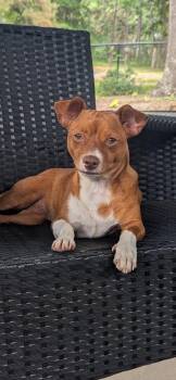 Clarks -  Chihuahua Dog for Adoption in New Baltimore, Michigan - Clarks | PetCurious