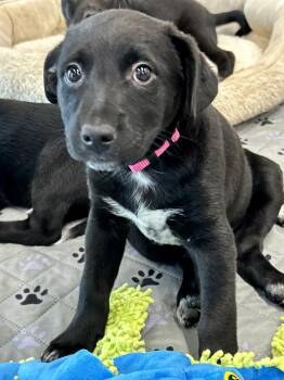 Black Labrador Retriever and Border Collie Dogs Available for Adoption - Swiss | PetCurious