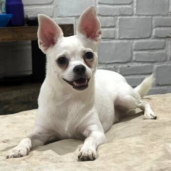Tito -  Chihuahua Dog for Adoption in San Francisco, California - Tito | PetCurious