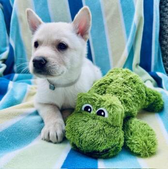 Pinot Grigio -  Shepherd Dog for Adoption in Houston, Texas - Pinot Grigio | PetCurious