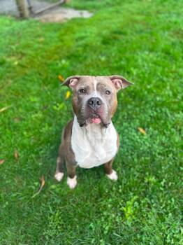 Dakota -  American Staffordshire Terrier Dog for Adoption in Myerstown, Pennsylvania - Dakota | PetCurious