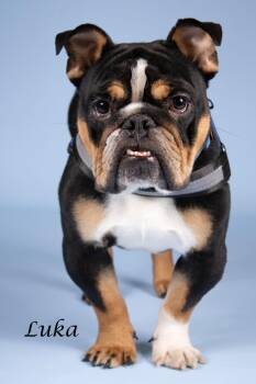Luka -  English Bulldog Dog for Adoption in Gilbert, Arizona - Luka | PetCurious
