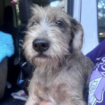Boss -  Aussiedoodle and Terrier Dog for Adoption in Atlanta, Texas - Boss | PetCurious