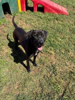 Rescue Labrador Retriever and Mixed Breed Dogs for Adoption in Bossier City, Louisiana - Sylvester | PetCurious
