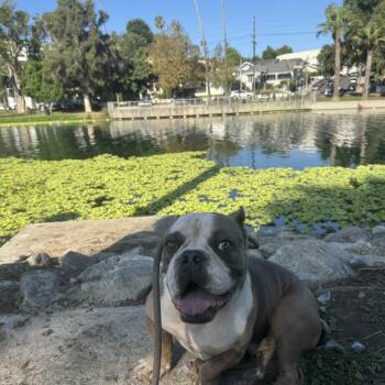 Chase -  American Bully Dog for Adoption in Whittier, California - Chase | PetCurious