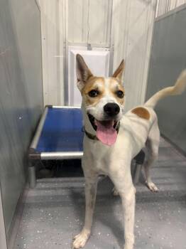 Peanut -  Mixed Breed Dog for Adoption in Davenport, Iowa - Peanut | PetCurious